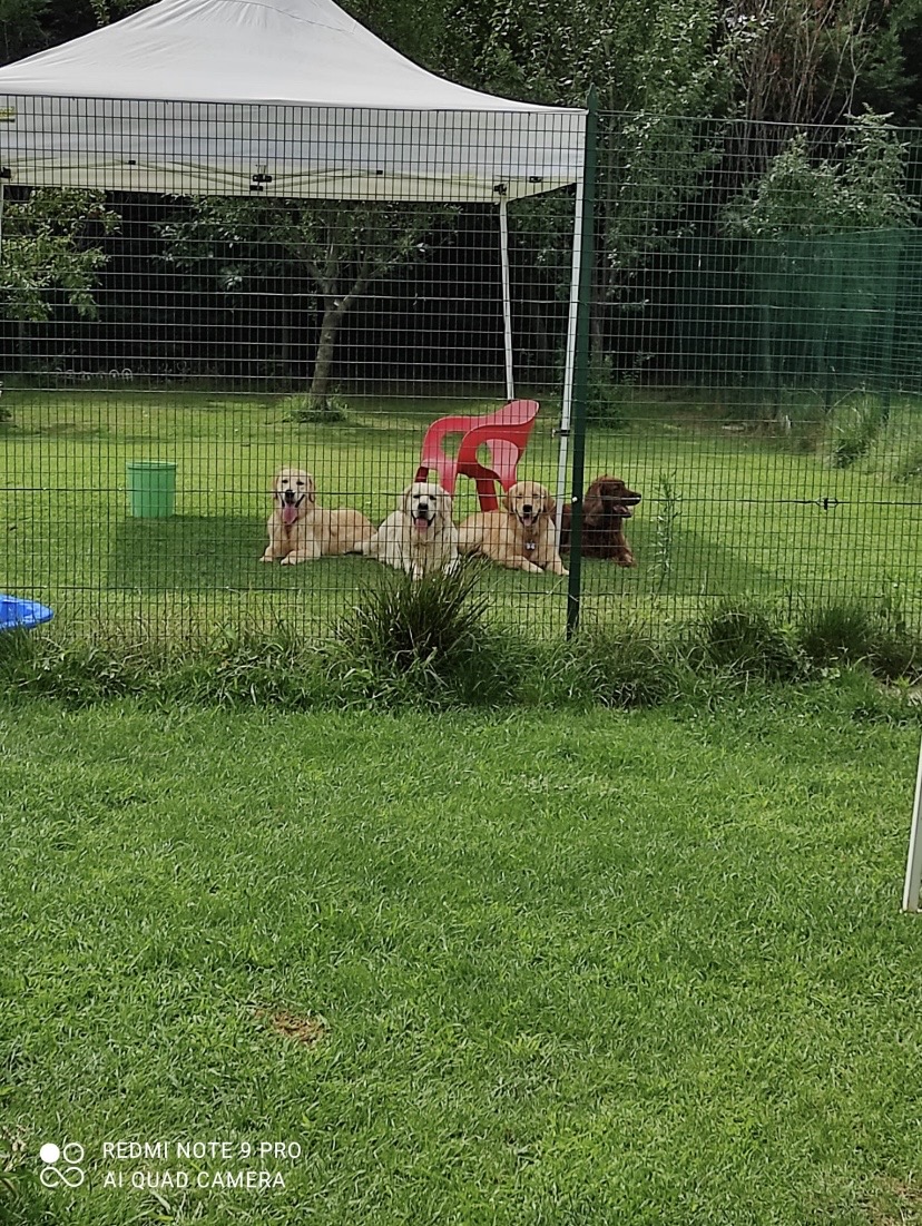 Cani che giocano nelle aree verdi di Rainbau